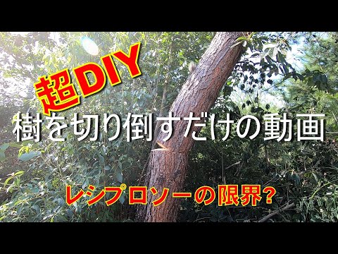 【DIY】 樹を切り倒すだけの動画　レシプロソーで３７cmの樹は伐れるのか