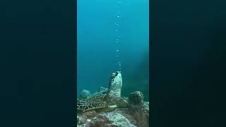 Черепуха🐢 #trending #short #tiktok #top #trend #movie #shortvideo