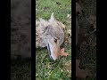 Surprise ending coyote puppy pitbull weavethecoyote duckholliday schteeve ittybitty bff