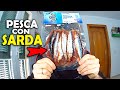 La pesca con sardina montajes spots mejores cuando usarlas