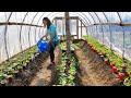 Let's Get this Garden Planted | Growing Food in Alaska