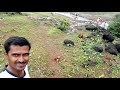 Kavalesad  Amboli