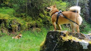 Shiba Inu quiet walk.