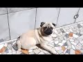 Just taking a sun bath