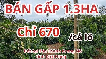 Bán gấp 1,3ha cafe xen tiêu sầu riêng chỉ 670tr đất đỏ bằng đẹp tại Tân Thành Krong Nô Dak Nông