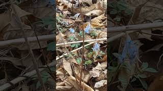 숲에 살다 541 보일듯 말듯 자세히 보아야 보이는 봄꽃 현호색 #nature