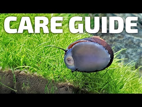 ቪዲዮ: የ Aquarium Snail ምን ይመገባል?