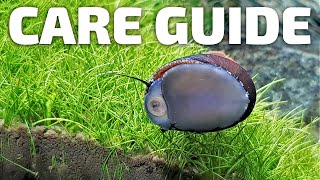 Care Guide for Nerite Snails  Aquarium CoOp #aquariumcoop