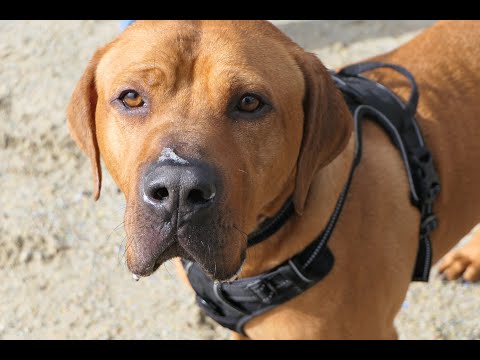 ridgeback mastiff mix