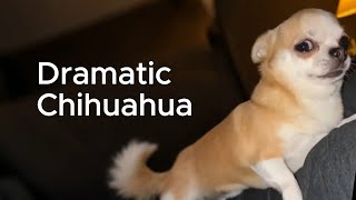 The Most Dramatic Chihuahua In The Worldp.5