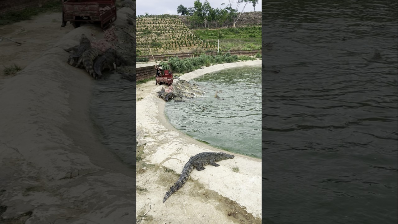 Farmer Delivers a Truckload of Meat to Feed Hungry Crocodiles! 👀
