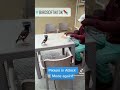 Indian Mynah attacks worker for his lunch
