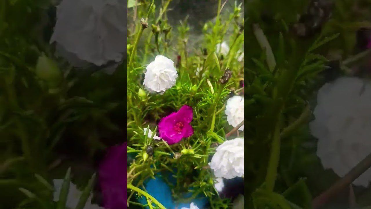 🌱आपके कर्म ही आपकी पहचान है🪴💐💯👍 ||#garden #flowers #love #poetry #shayari #shortsfeed #shorts