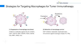 Macrophages as Targets in Cancer Immunotherapy - Creative Biolabs