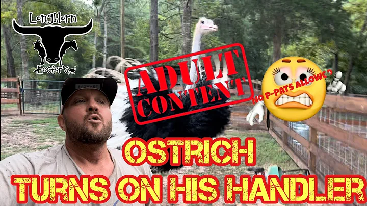 Ostrich Turns On His Handler : mature audiences