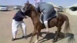 Why Fat Arabs Don't Ride Horses