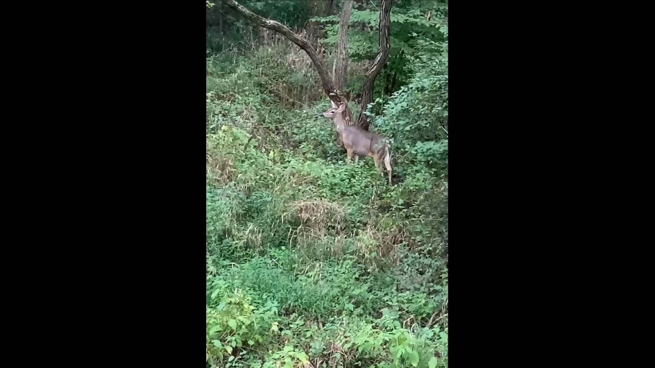 Animals hit by cars YouTube