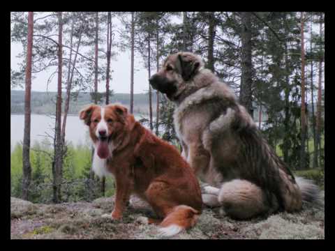 Video: Titta På Hundar Granskning