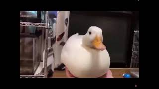 Dancing ducky