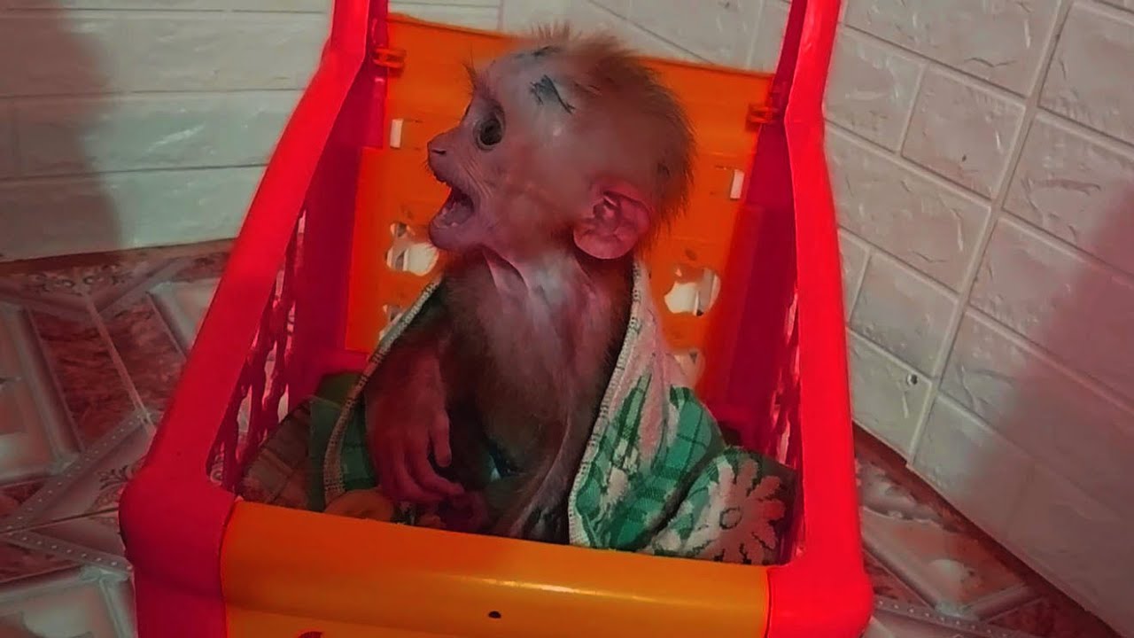 My first time eating rice with my cute baby monkey