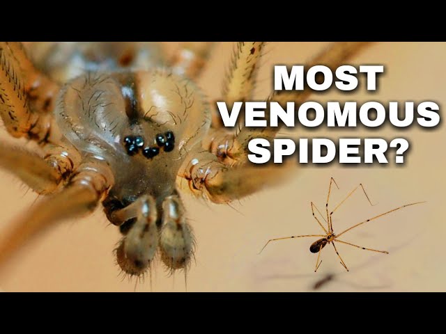 Are daddy longlegs really the most venomous spiders in the world?