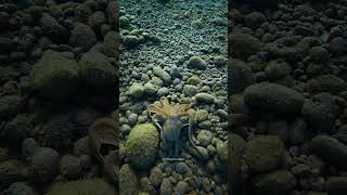 Octopus Moving On The Seabed Ha48594