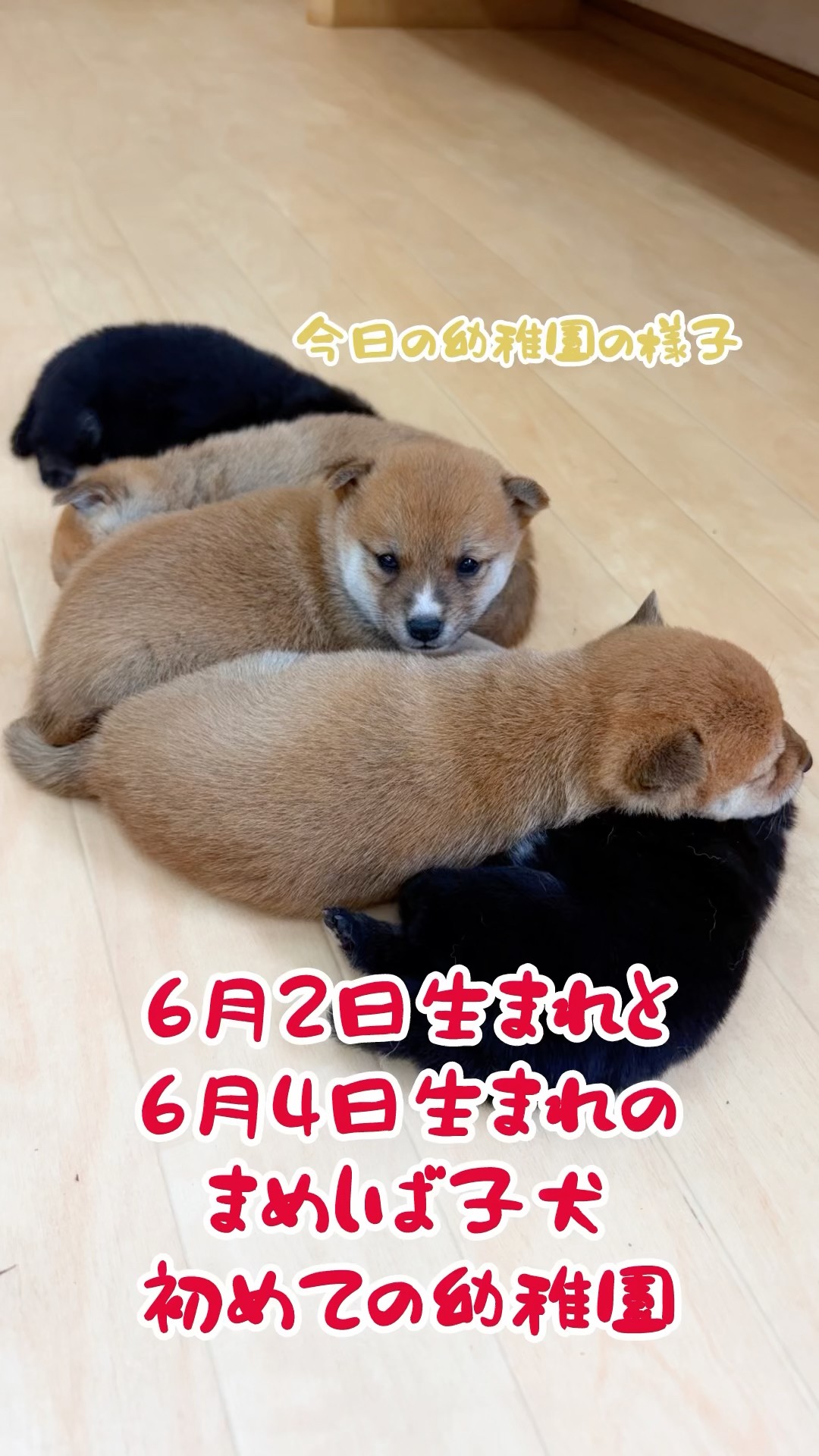 Mame Shiba Inu houzannsou - YouTube