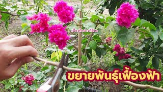 วิธีขยายพันธิ์ 💐 ต้นเฟื้องฟ้า บ้านไร่คุณธรรม