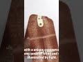Industrial Elegance: The Copper Series 🎞️ #PackagingDesign #CustomPrinting