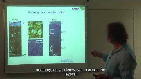 07 cortical networks out of the blue project 01 lesson 7 06 from mouse to human