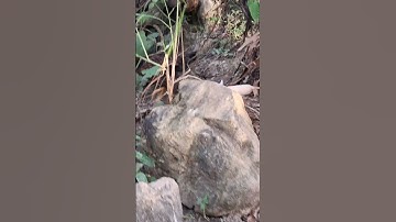 Hlau youtube/mus saib qaib qus qaib hmoob.gà rừng gà ta