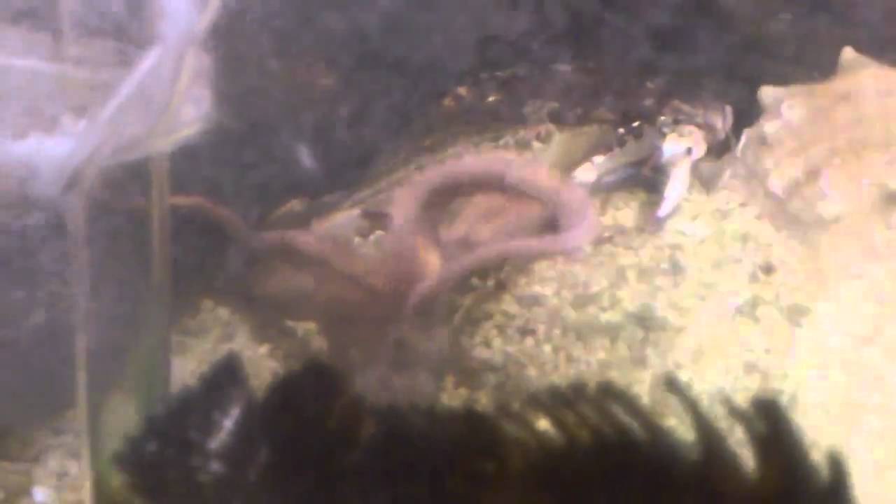 店内水槽１ 蛸vs蟹 Octopus Vs Crab Youtube
