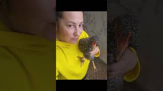 Благодарю каждого из вас#загороднаяжизнь#житьвселе#куры#chicken#северныйкрым