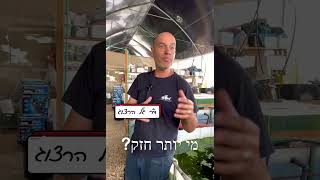 דגים מחסלי יתושים