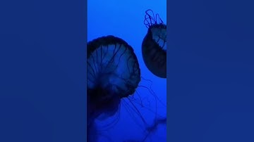 تلاوة للشيخ هزاع البلوشي، مقاطع قرآن قصيرة،سكينة وراحة قلب