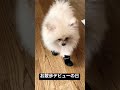 ポメラニアンに靴を履かせると、こうなります