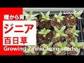 種まき｜ジニア百日草の育て方｜Growing Zinnia from Seeds