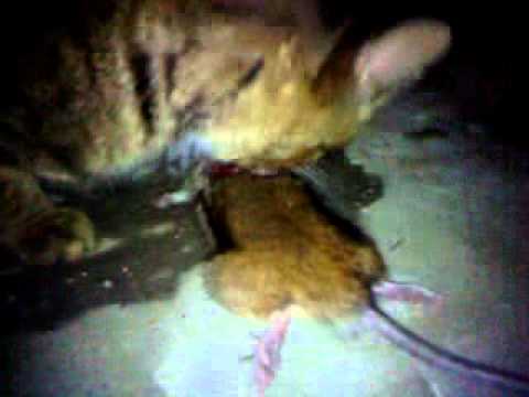 Video: Mystika Krymských Jaskýň: Potkany Veľkosti Mačky A „mesačné Mlieko“