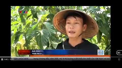 Giải pháp cho người bệnh xương khớp, tiểu đường, cao huyết áp,    từ quả nhàu