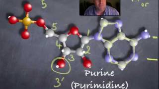 Famous 5' and 3' ends of DNA.mov Wealth