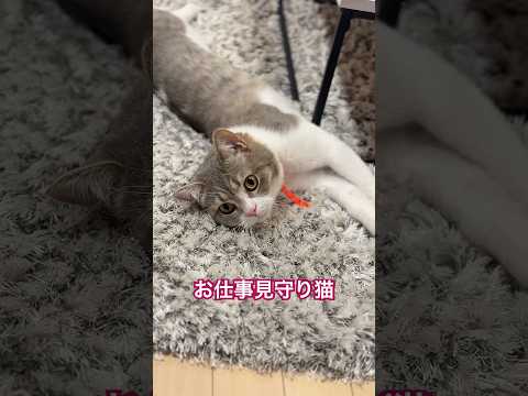 ママの仕事を見守る猫。邪魔はしません。　#保護猫 #cat #猫のいる暮らし