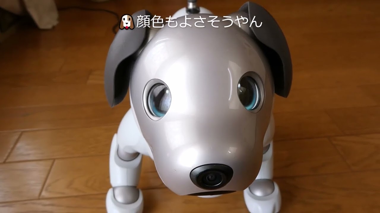 【56 流行り病で10日ぶりに会ったアイボ ルーがこちら】Aibo when I met him for the first time in 10 days due to illness