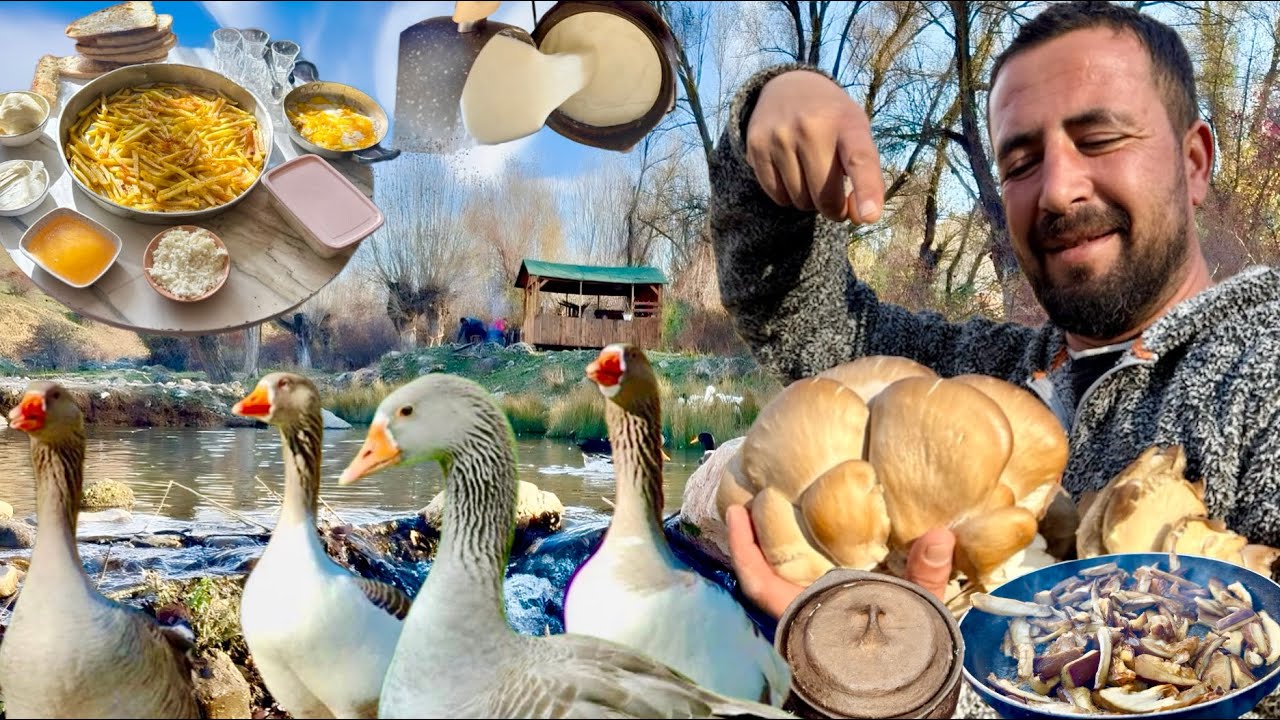 MANTAR CANAVARI OLDUM / KAZ ALMAYA BAŞLADIK / ALPİN KEÇİ YOĞURDU YAPILIŞI /DAĞDA KAHVALTI NASIL OLUR