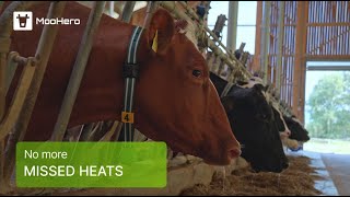 MooHero: Smart Collars for Heat Detection and Cow Health Monitoring (EN)
