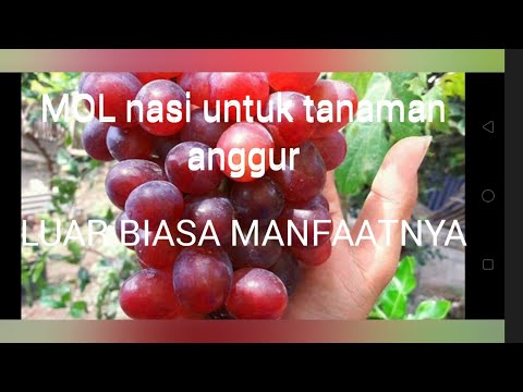 Video: Bagaimana Cara Memberi Makan Wortel Dan Bit Dengan Obat Tradisional? Bagaimana Memberi Makan Pada Bulan Juni Di Lapangan Terbuka Jika Tumbuh Buruk? Pupuk