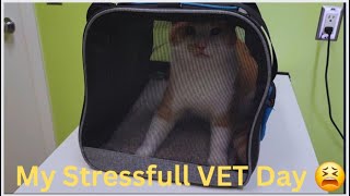 My Stressfull VET Day 😪Cat Bath Time 🤣 Funny Cat Videos will Make you Laugh 😂 Watch till the End 😁 by Namira Taneem 🇨🇦 338 views 1 month ago 17 minutes