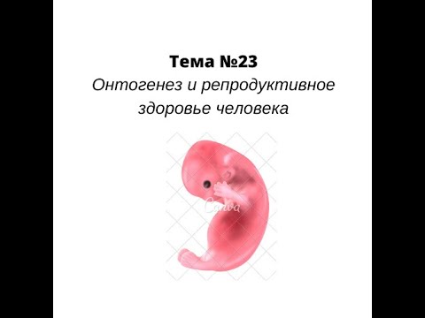 Эмбриогенез человека