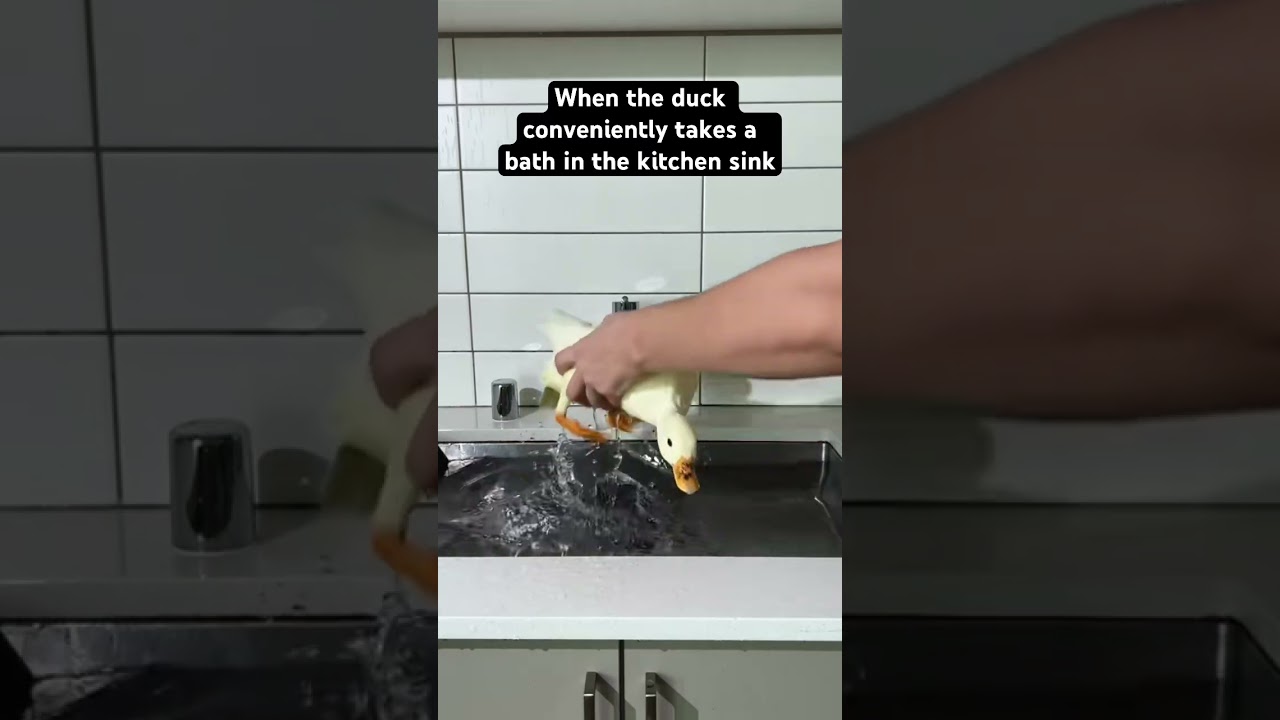 When the duck conveniently takes a bath in the kitchen sink 