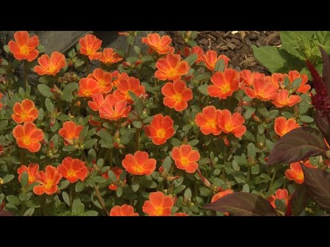 Video: Purslane Is A Bright Floral Rug. Care, Cultivation, Reproduction. Terry, Garden, Large-flowered. Flower. Photo