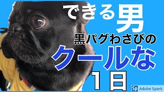 【黒パグわさび】クールな1日ルーティン